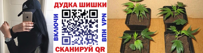 Бошки марихуана конопля  цены   Сольцы 